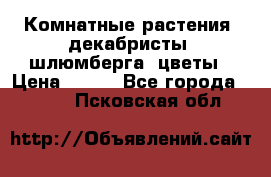 Комнатные растения, декабристы (шлюмберга) цветы › Цена ­ 300 - Все города  »    . Псковская обл.